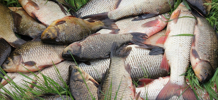 Как увеличить улов рыбы на поплавочную удочку