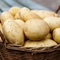 Можно ли есть картофель при похудении